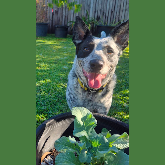 Photo of Posie