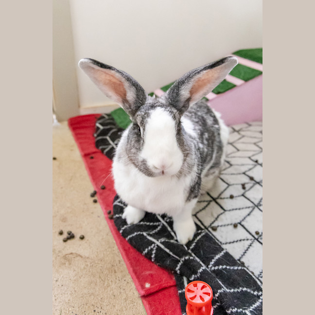 Photo of Thumper
