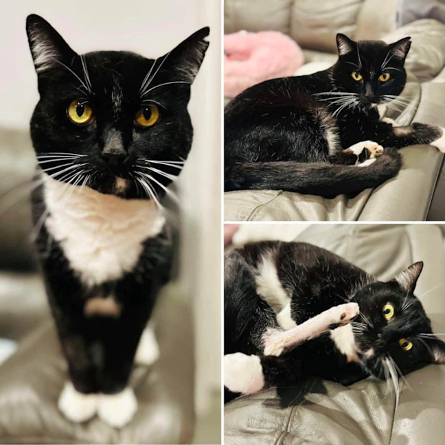 Photo of 10989   Aniseed