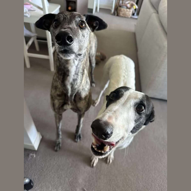 Photo of Dot, The Greyhound