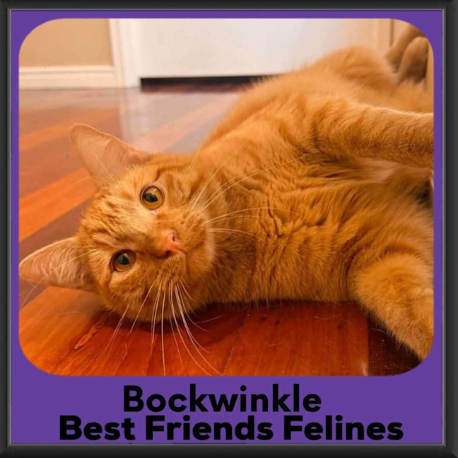 Photo of Bockwinkle 