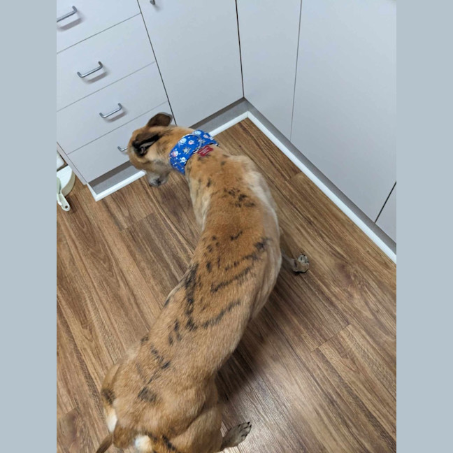 Photo of Tiger, The Greyhound