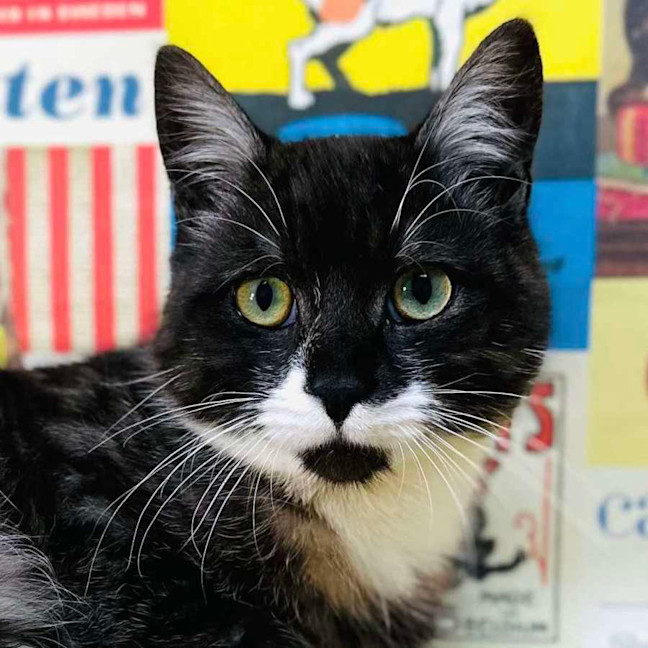 Photo of Henson   Located In Preston