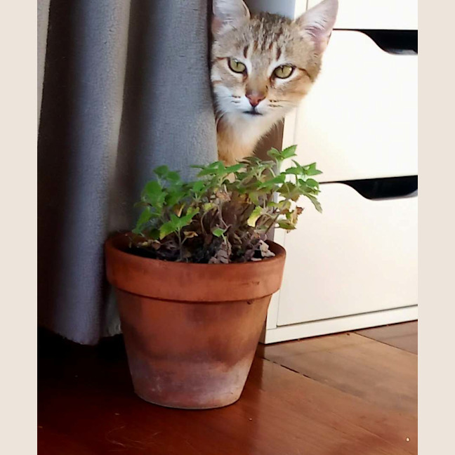 Photo of Esmerelda (Essie) 