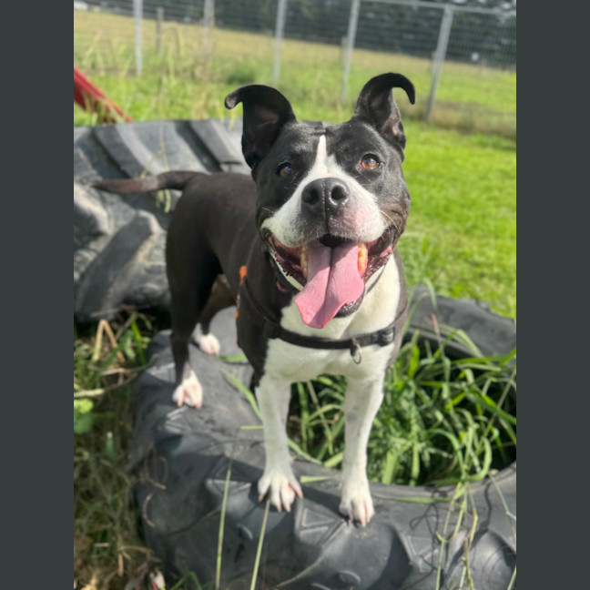 Photo of Bonnie
