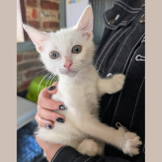 Photo of Loki