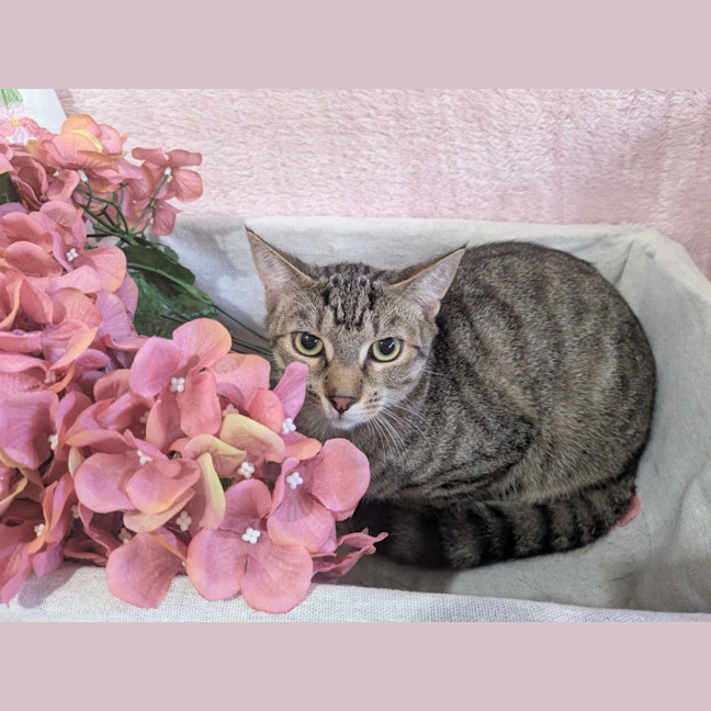 Photo of Maple 