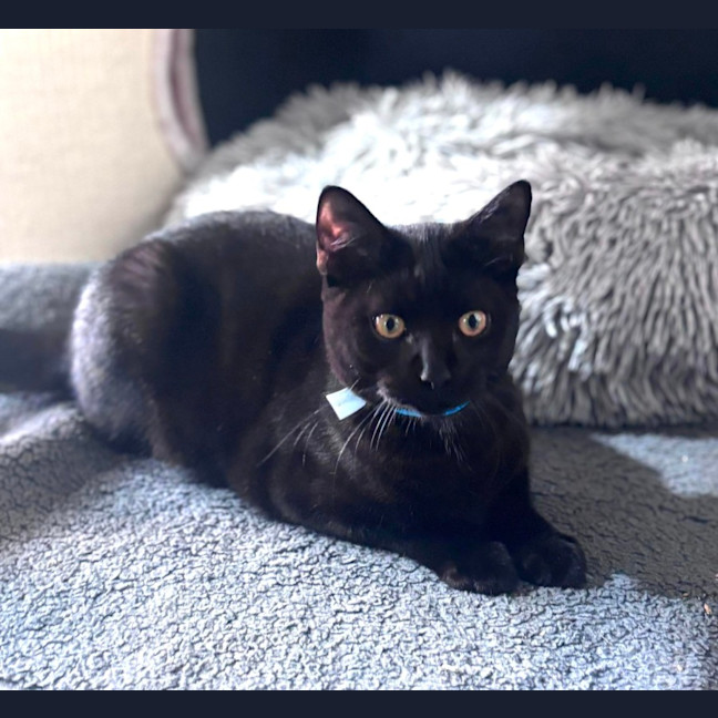 Photo of Cyrus