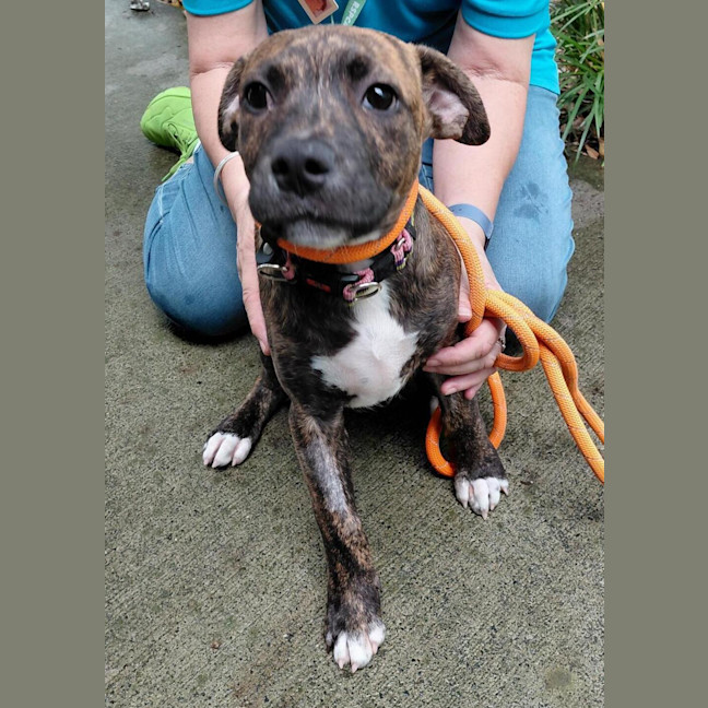 Photo of Cassius
