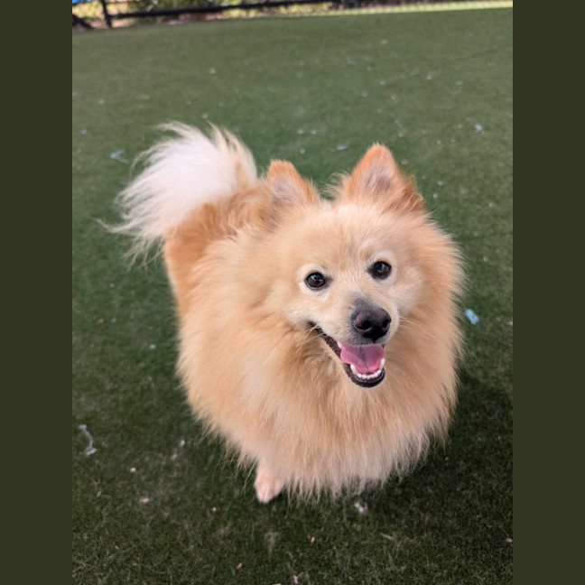 Photo of Badger Imp 2208