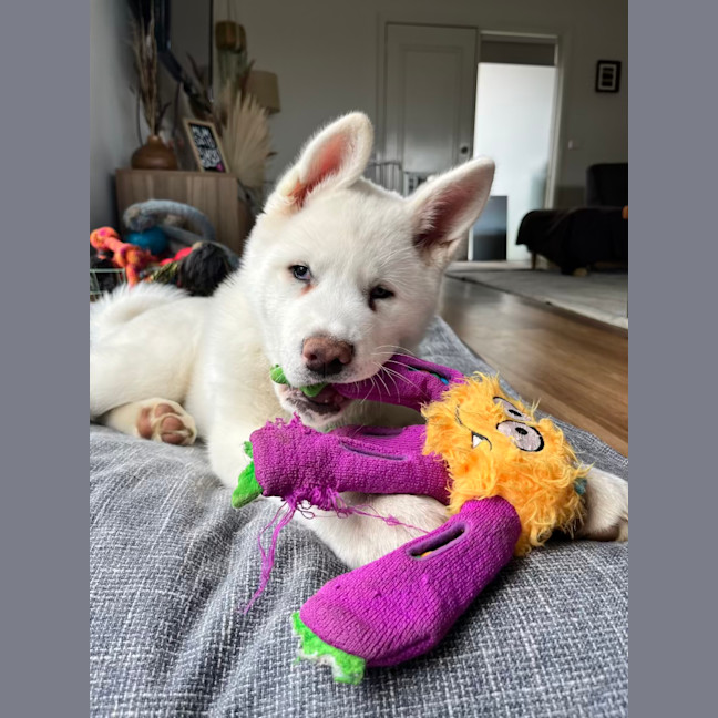 Photo of Pierogi