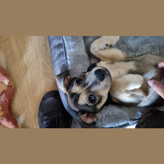 Photo of Balto (Spyro)