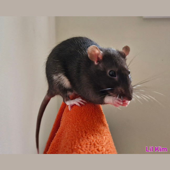 Photo of Chilli