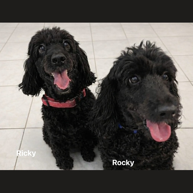 Photo of Rocky