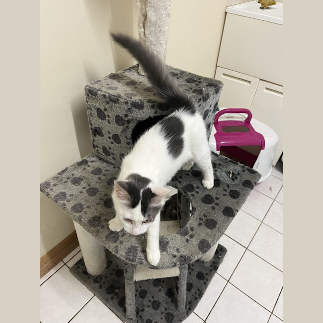 Photo of Alfie   Now Available At Pet Quarters Rutherford