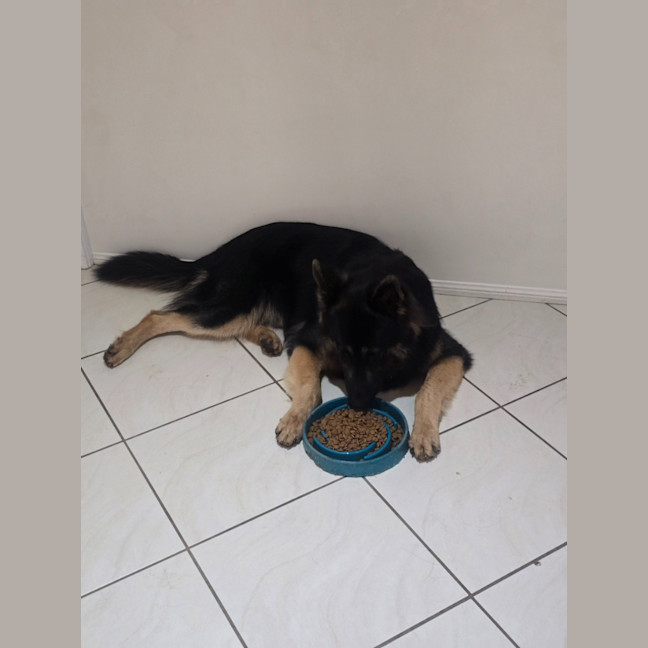 Photo of Teddy