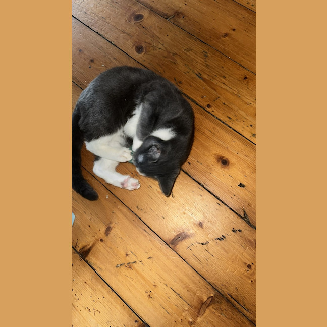 Photo of Pengi
