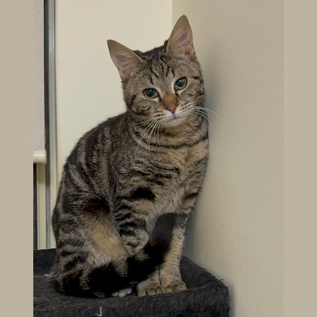 Photo of Honey