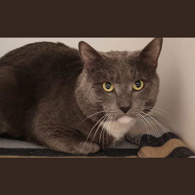 Photo of Angus