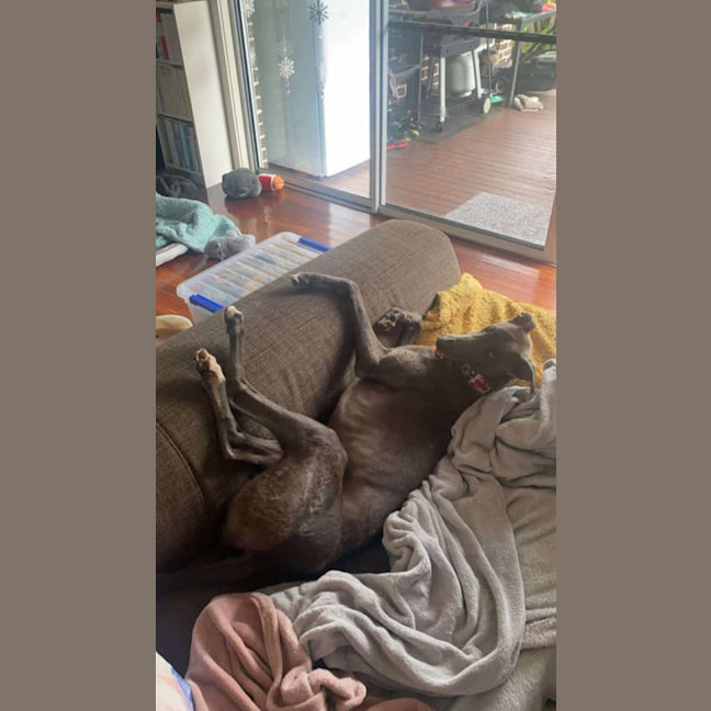 Photo of Konrad, The Young And Blue Greyhound