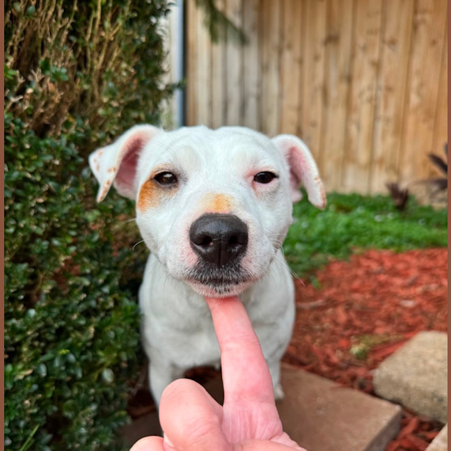 Photo of Meatball