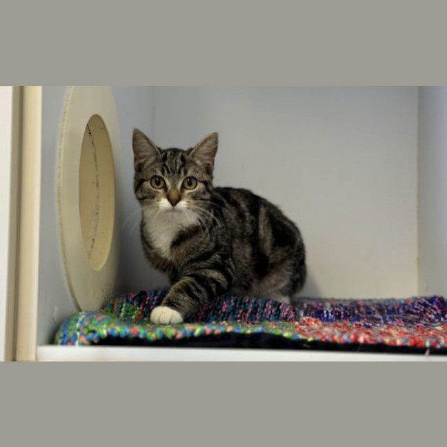Photo of Fidget