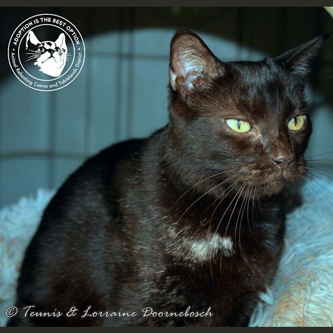 Photo of Black Beauty