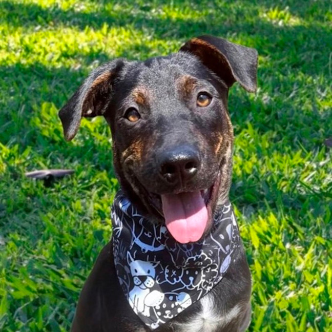 Photo of Rex