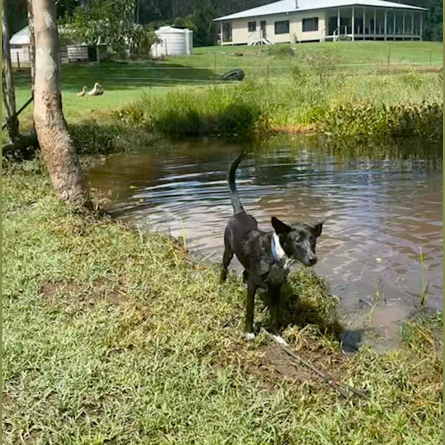 Photo of Kelcee *$350 Adoption Fee*