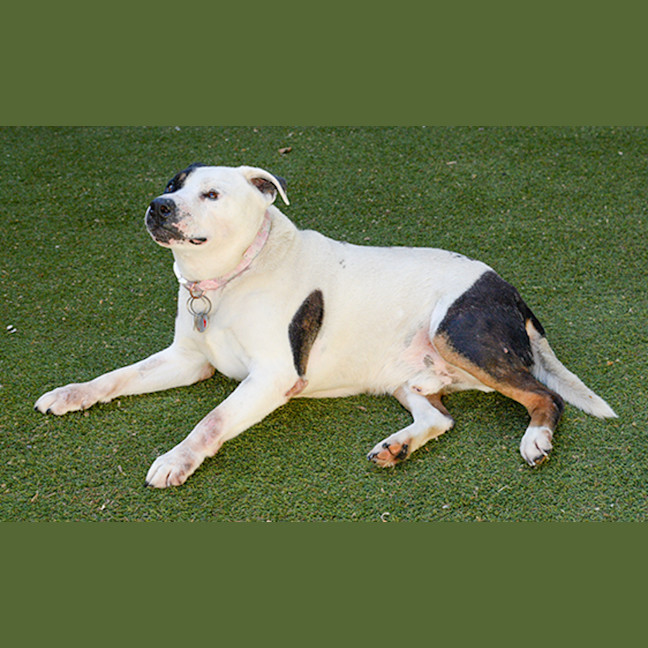 Photo of Nitro