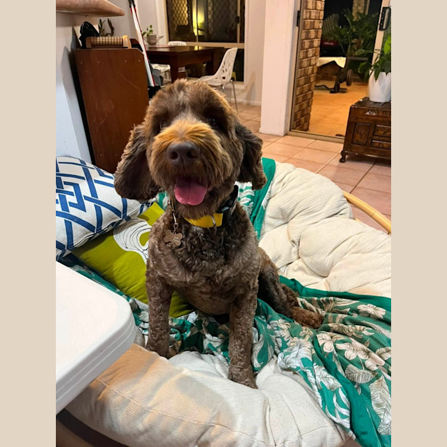 Photo of Bandit