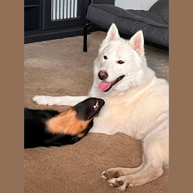 Photo of Honey   1 Year Old Husky