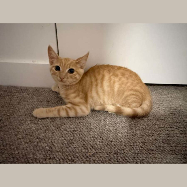 Photo of Mufasa ** 2nd Chance Cat Rescue**