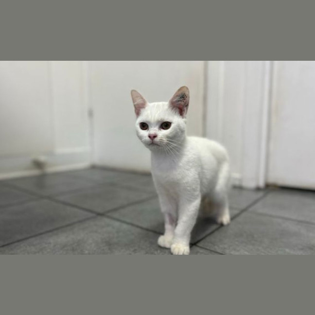 Photo of Mini