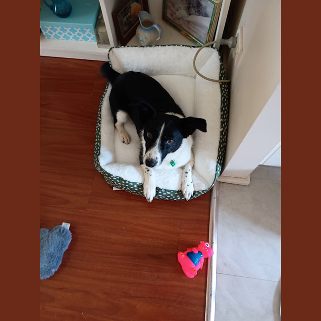 Photo of Marley