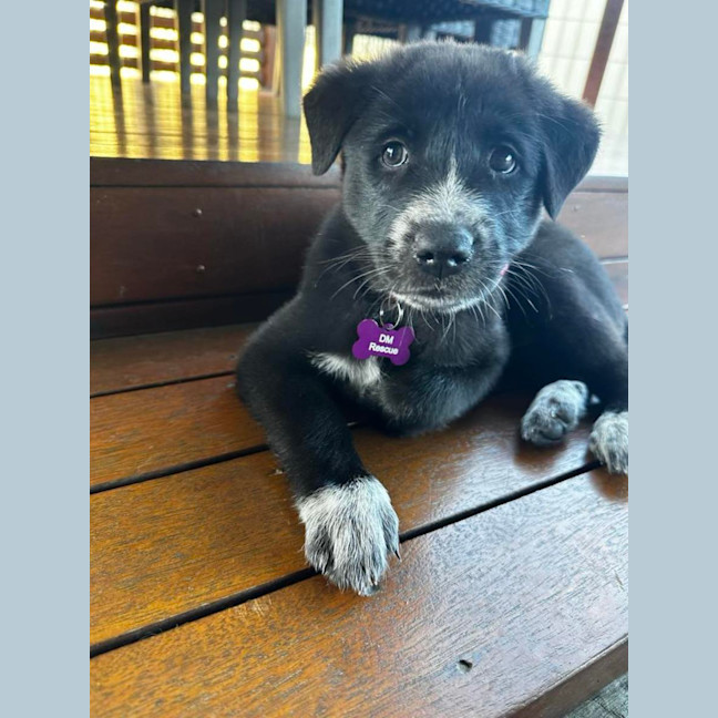Photo of Piper