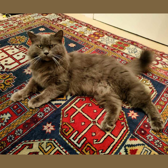 Photo of Willow
