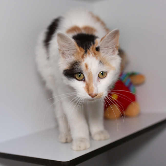 Photo of Pretzel 