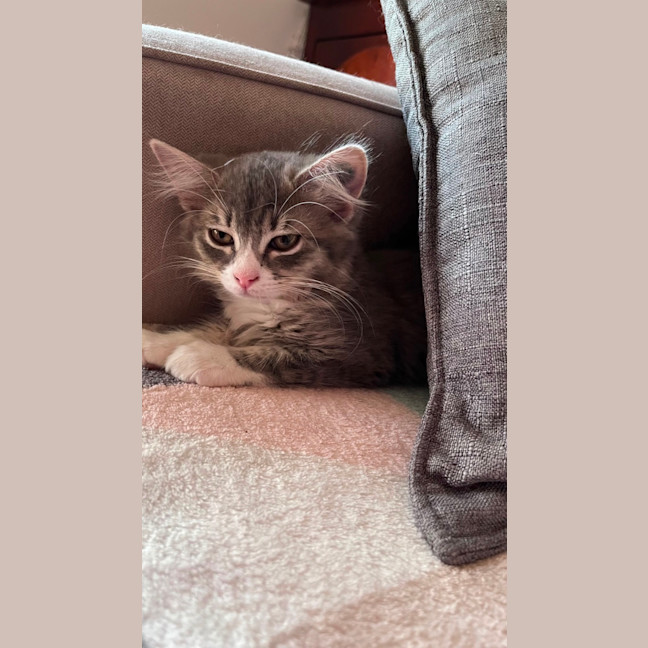 Photo of Cinder