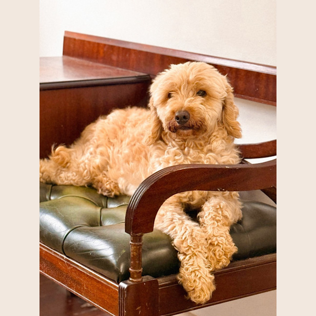 Photo of Sophie   10 Year Old Poodle X