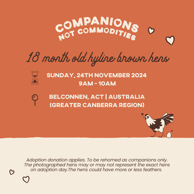 Photo of Rescue Hens  Adoption Day!