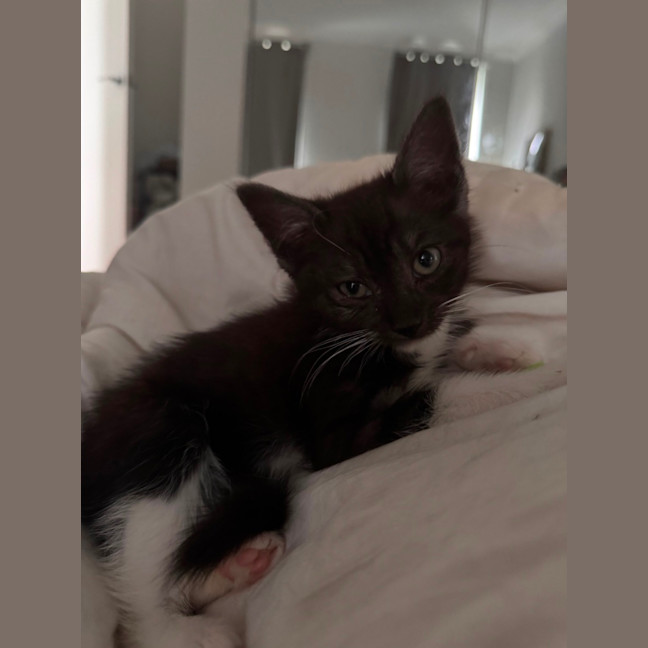Photo of Figgy