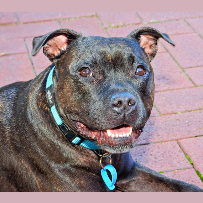 Photo of Brandy