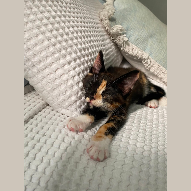 Photo of Poppy