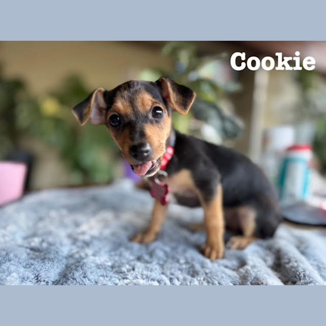 Photo of Nala, Brandy And Cookie