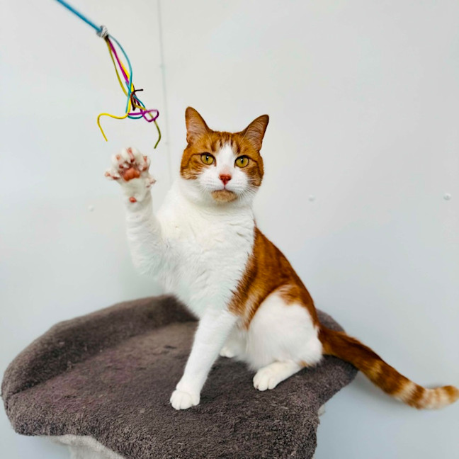 Photo of Gingie   Located In Cremorne