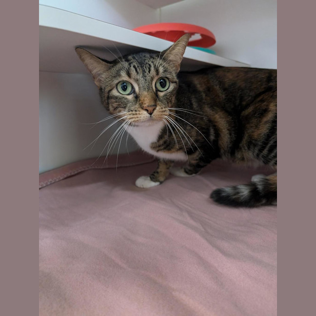 Photo of Nala 
