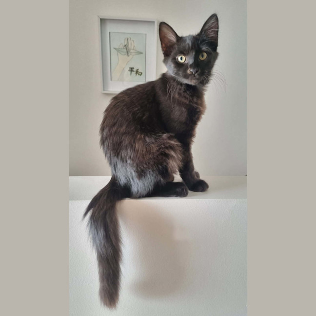 Photo of Trickle  Meet Me At Pe Tstock Milperra