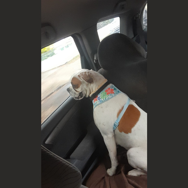 Photo of Waffles And Maple