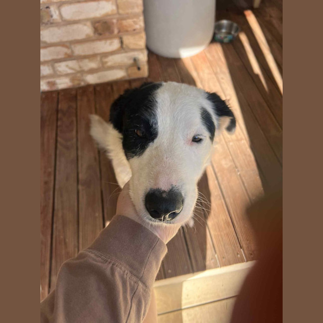 Photo of Spotty